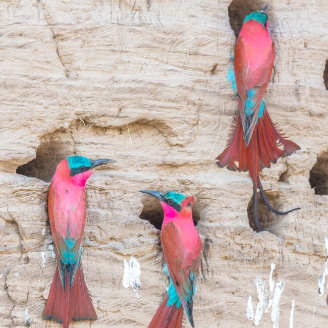 Southern carmine bee-eaters (Merops nubicoides) (formerly carmine bee-eater), nesting in the bank of the Luangwa River, South Luangwa National Park, Zambia, Africa.