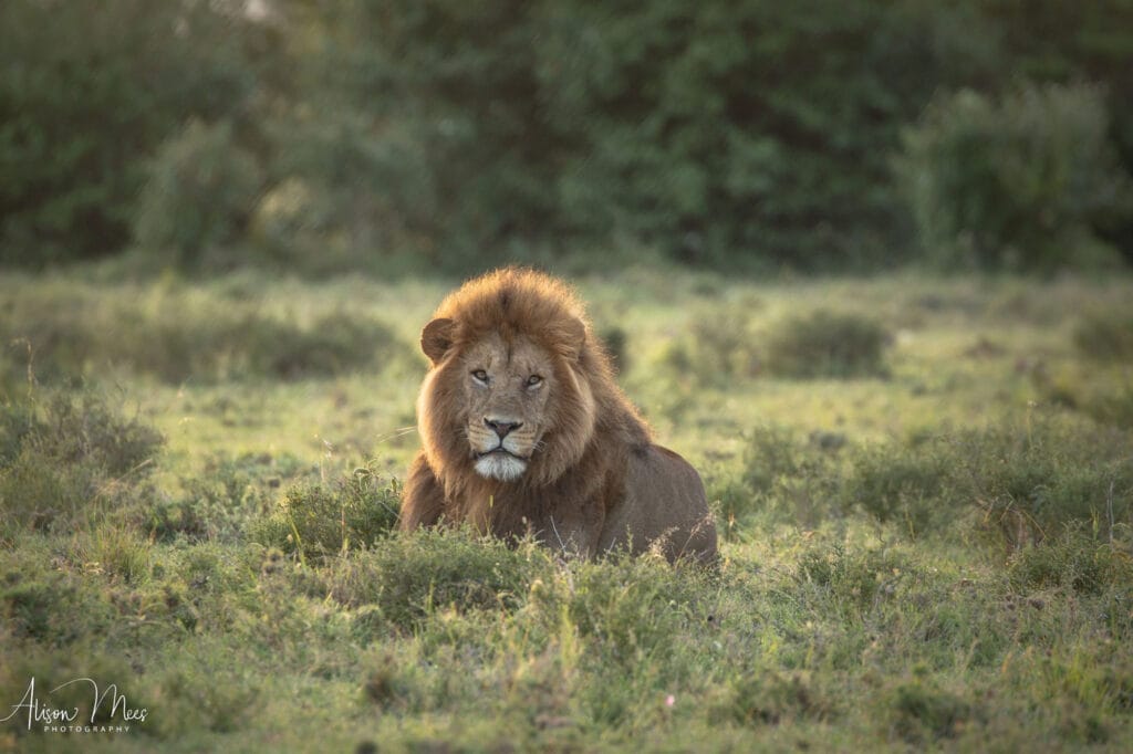Male lion - photo credit Alison Mees Safaris