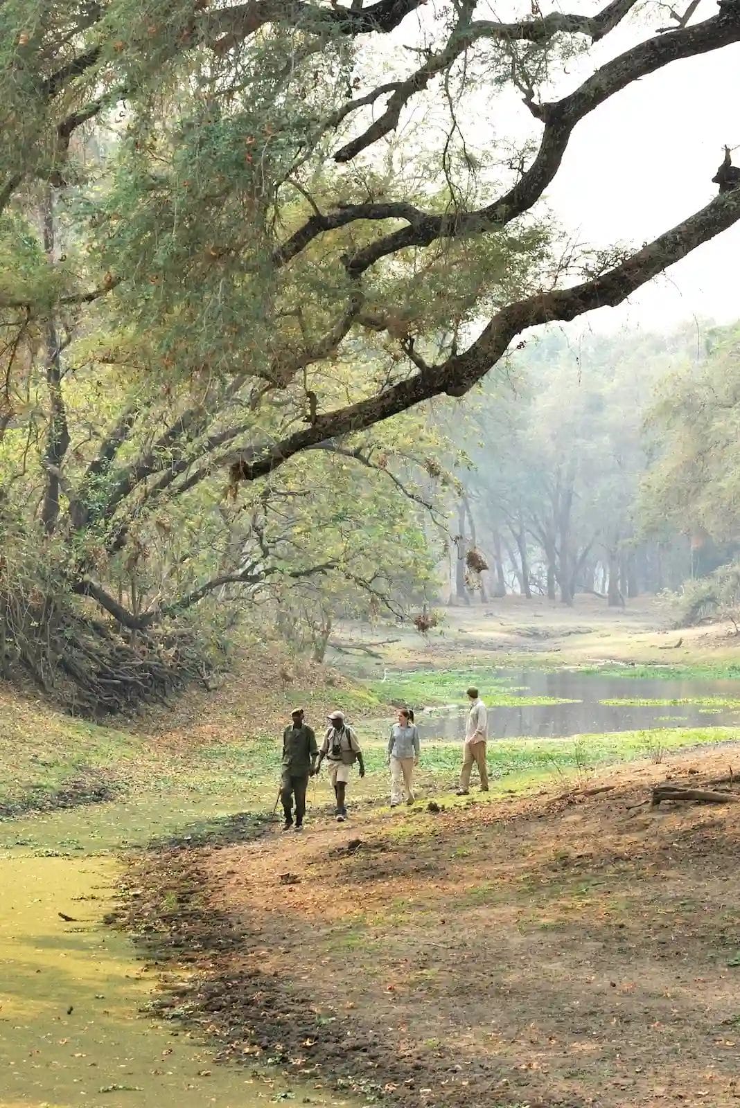 Walking safari at Chiawa Camp Zambia