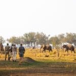 ZAMBIA I Gamewatchers Safaris