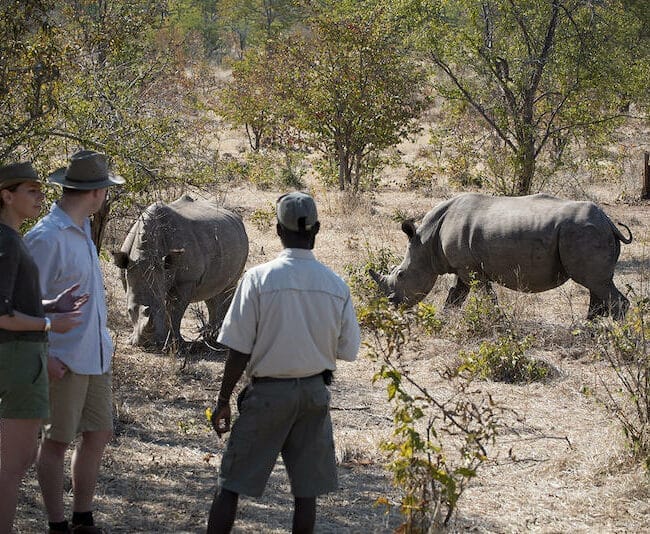 zambia_thorntree_river_lodge_rhinowalk_800x534
