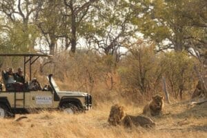 Camelthorn Lodge Gamedrive