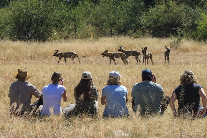 zimbabwe_camelthorn_wilddog_800x533