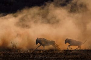 Wildebeest in Olkiramatian Conservancy photo credit Jeffrey Wu Photography
