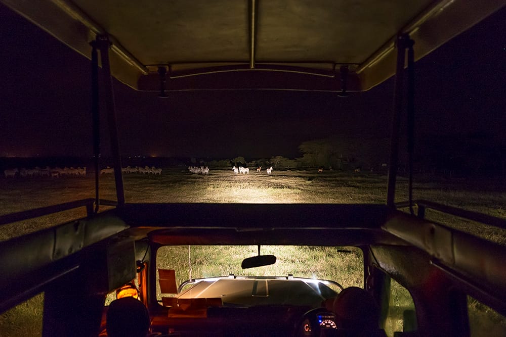 18.-Activities---Game-Drive-Night