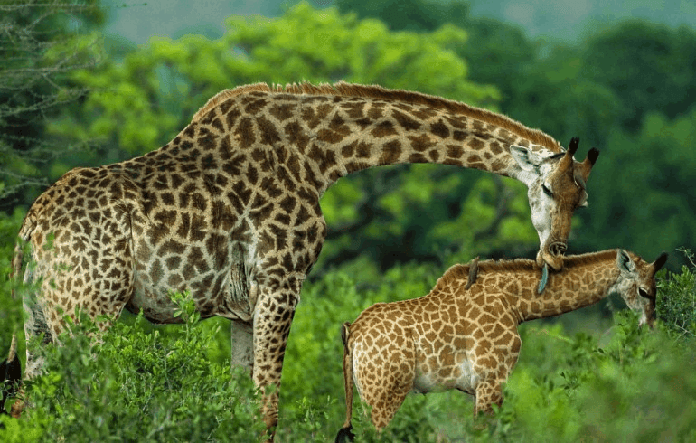 3-day-mikumi-national-park-safari