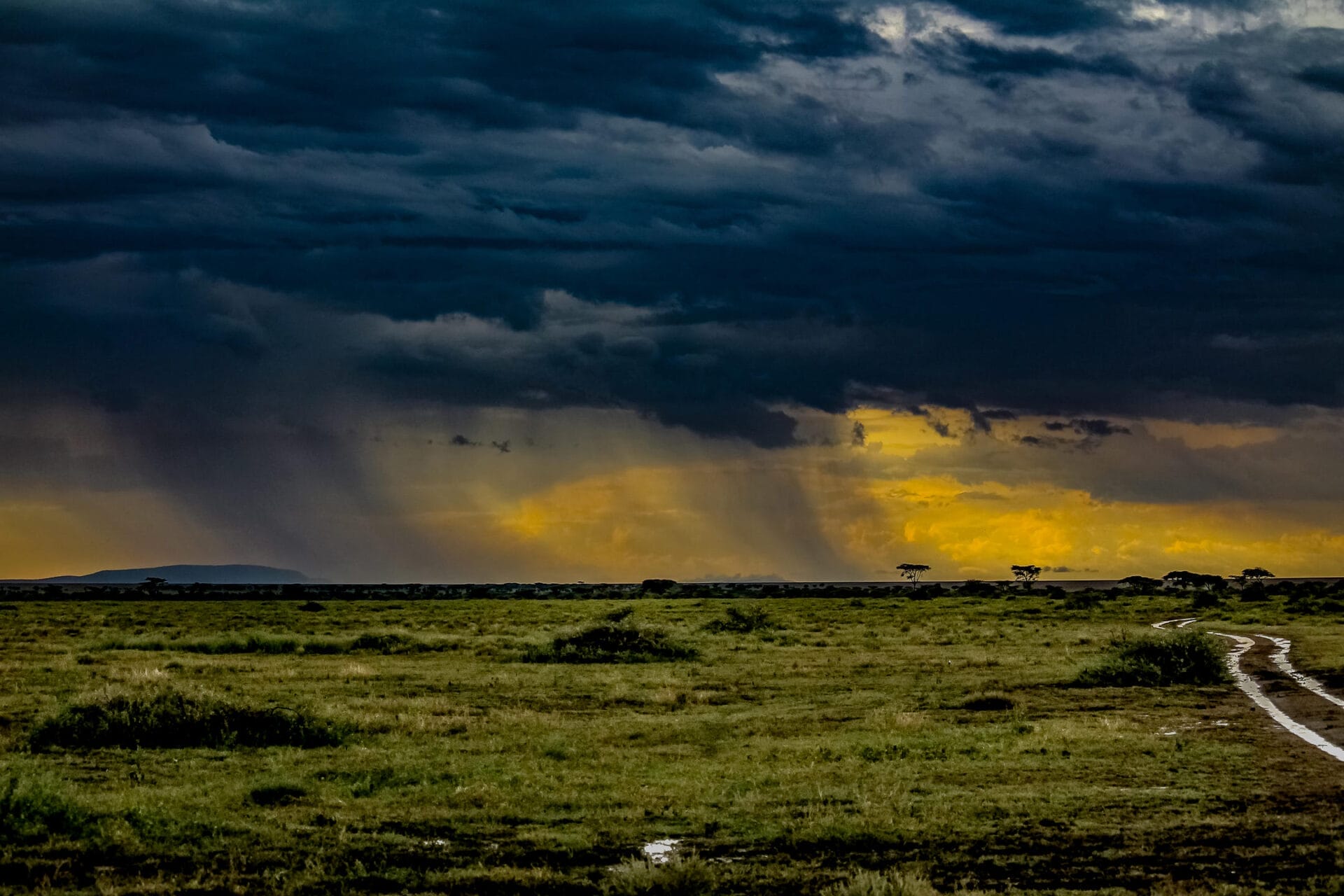 After the rains at Ndutu