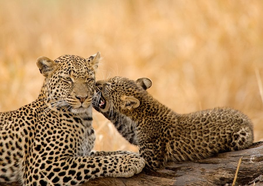 Asilia-Oliver-s-leopard2