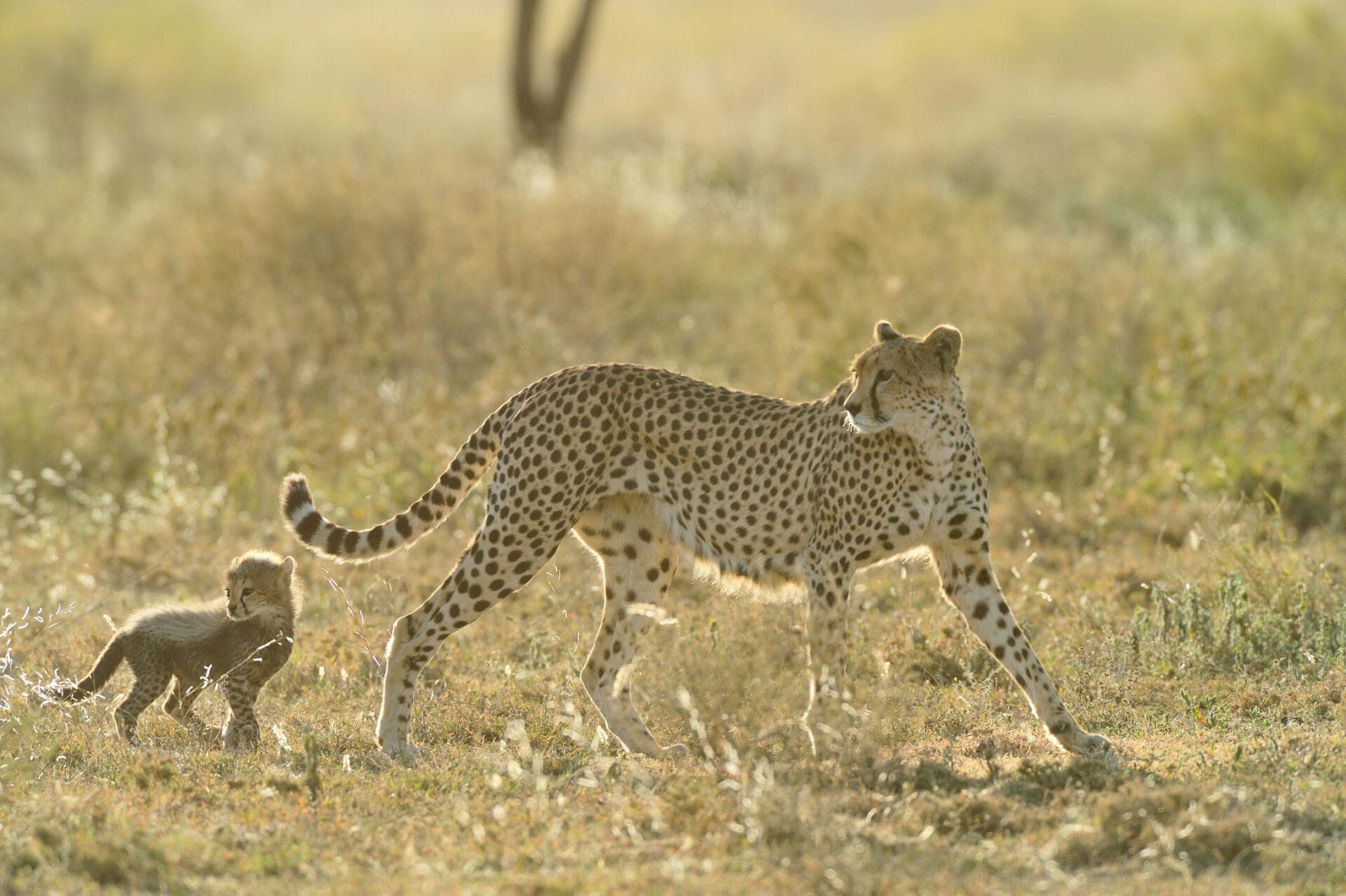 Cheetah at Ndutu Safari Lodge