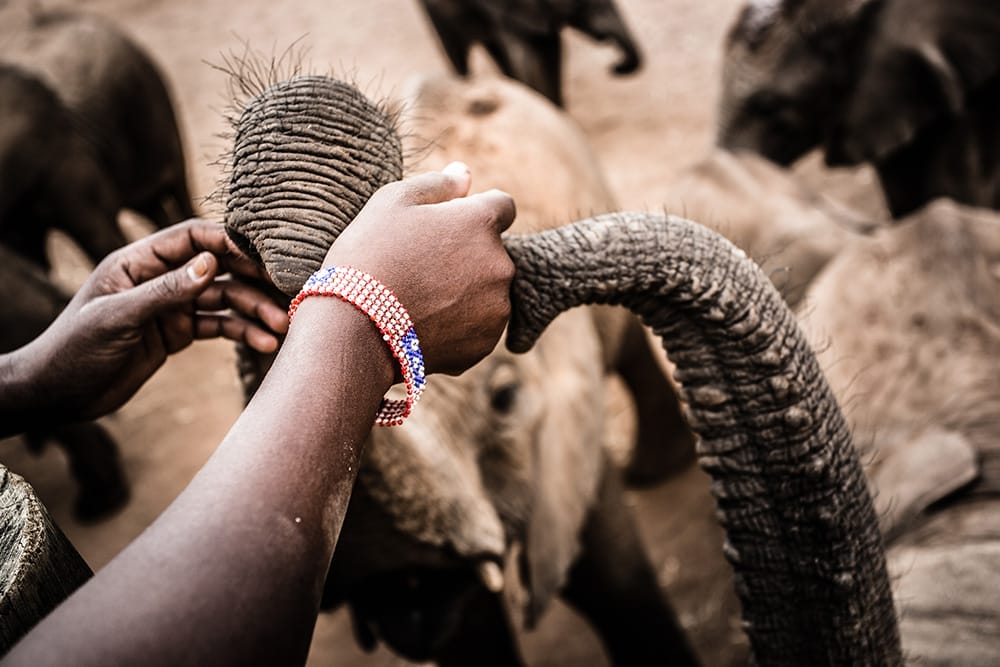 Elephant trunk and hand at Reteti by Stuart Butler