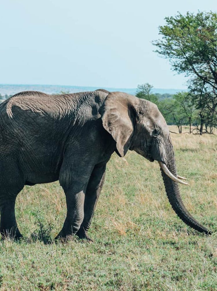 Four Seasons Serengeti - feature | Gamewatchers Safaris