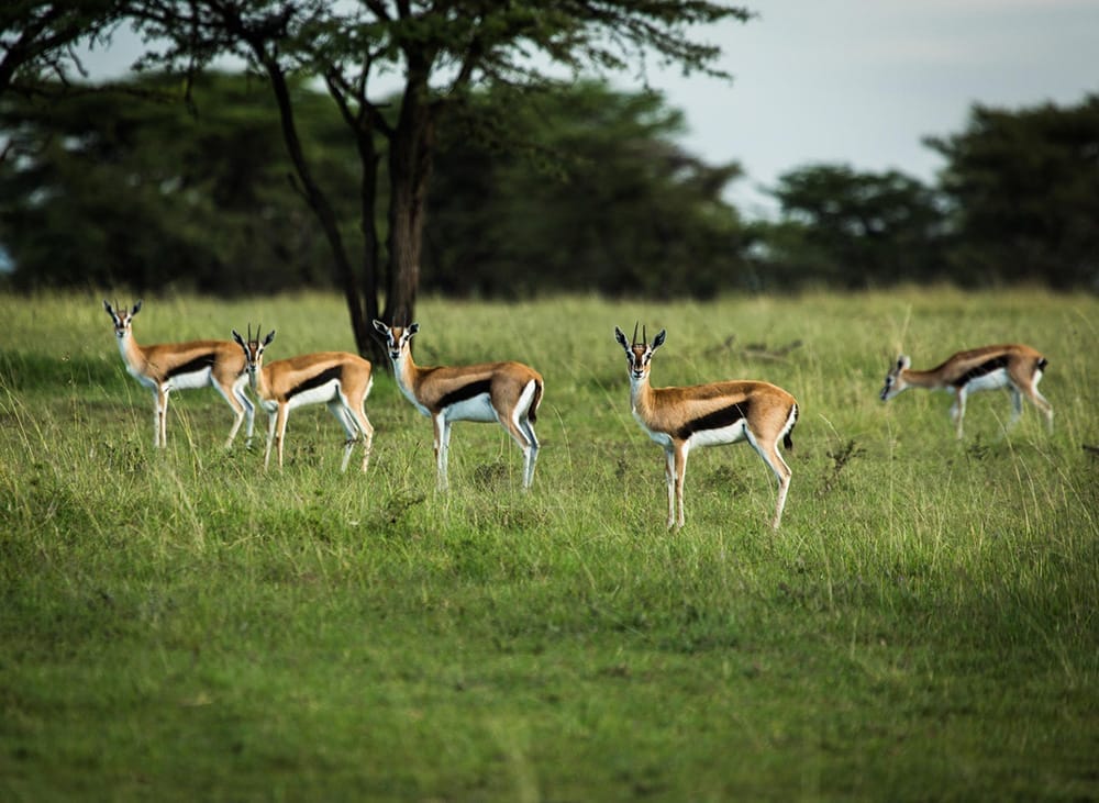 Gazelle-in-the-Maasai-Mara