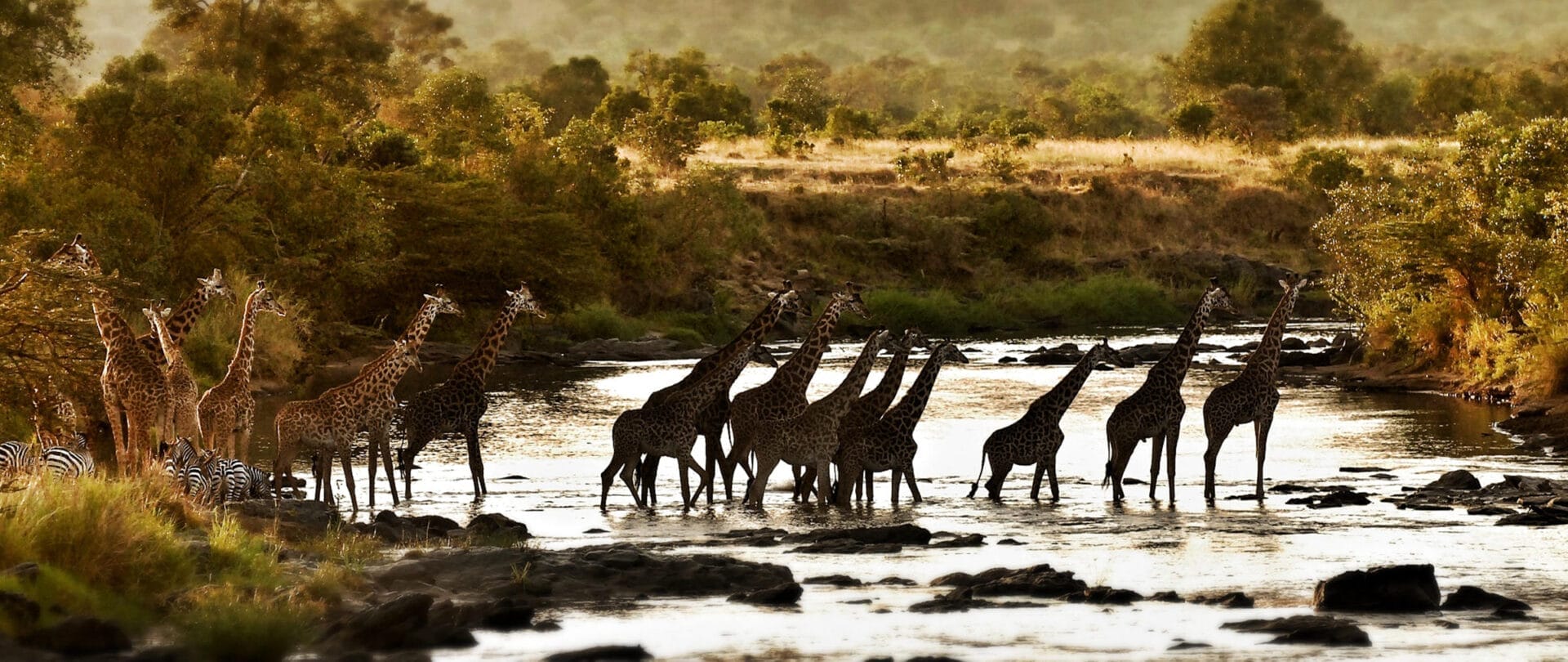 Giraffe crossing below camp