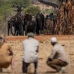 Jongomero Camp Ruaha