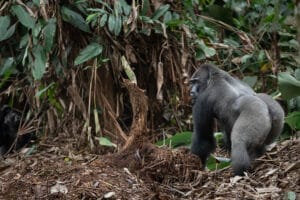 gorilla