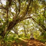 Aberdares National Park