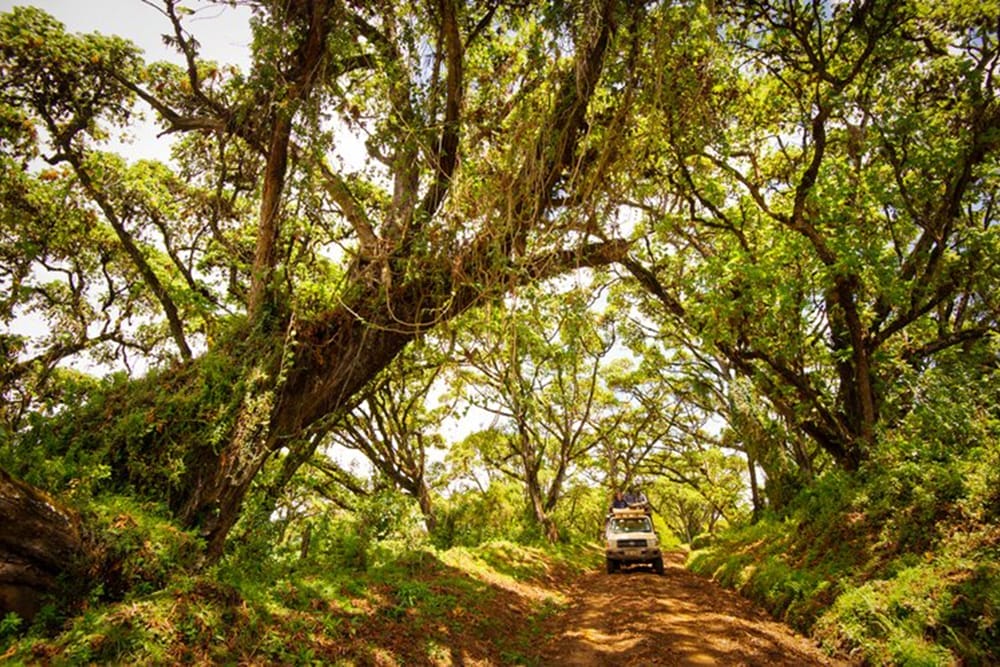 Aberdares National Park