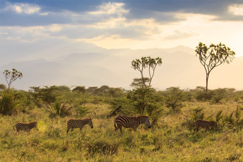 LWC_Meru+Wildlife_Meru+zebras+palms