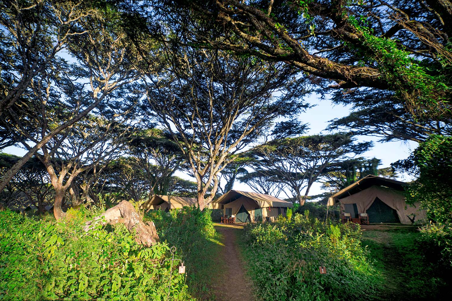 Lemala Ngorongoro Camp - gal 4