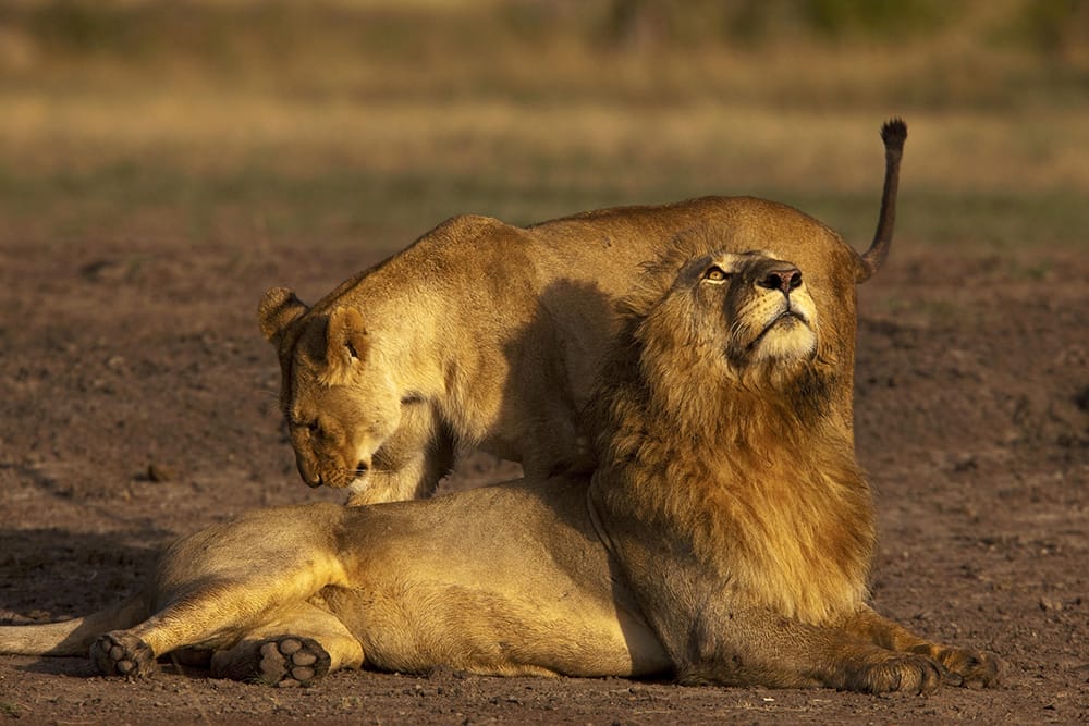 Lions-in-the-Masai-Mara