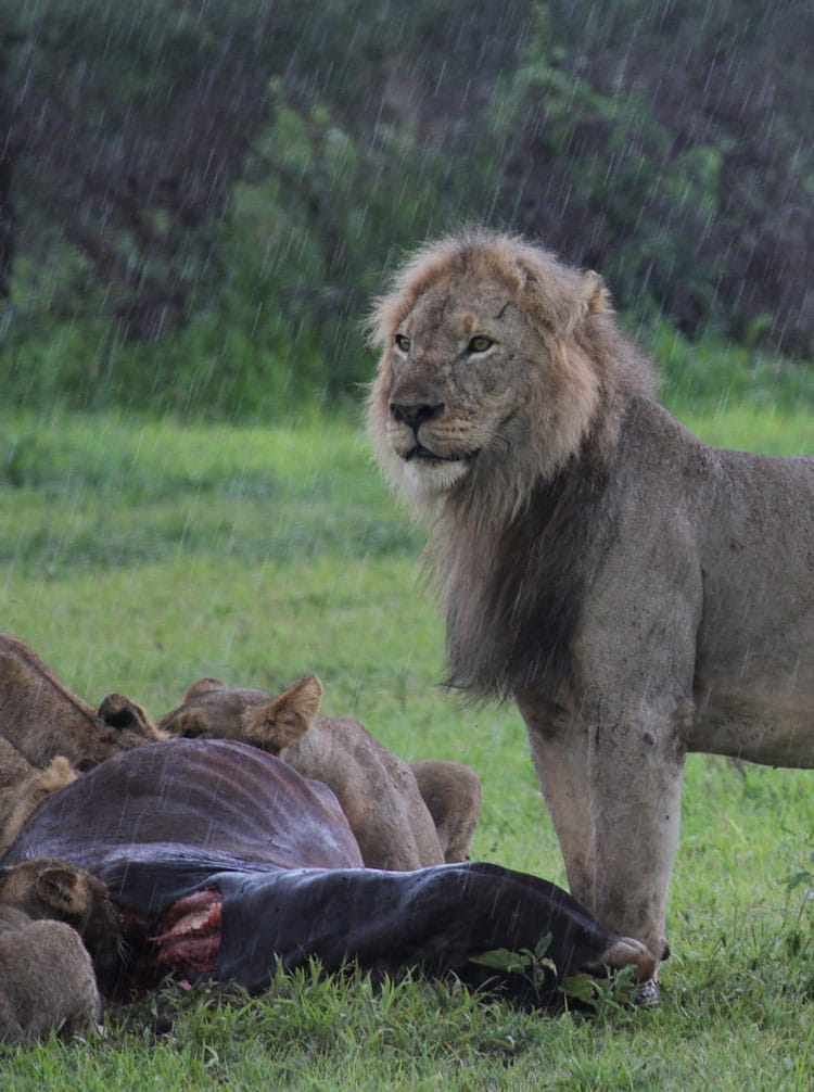 Manyara Ranch - feature