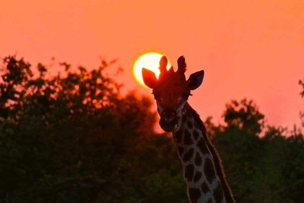 Mbweha Camp_3