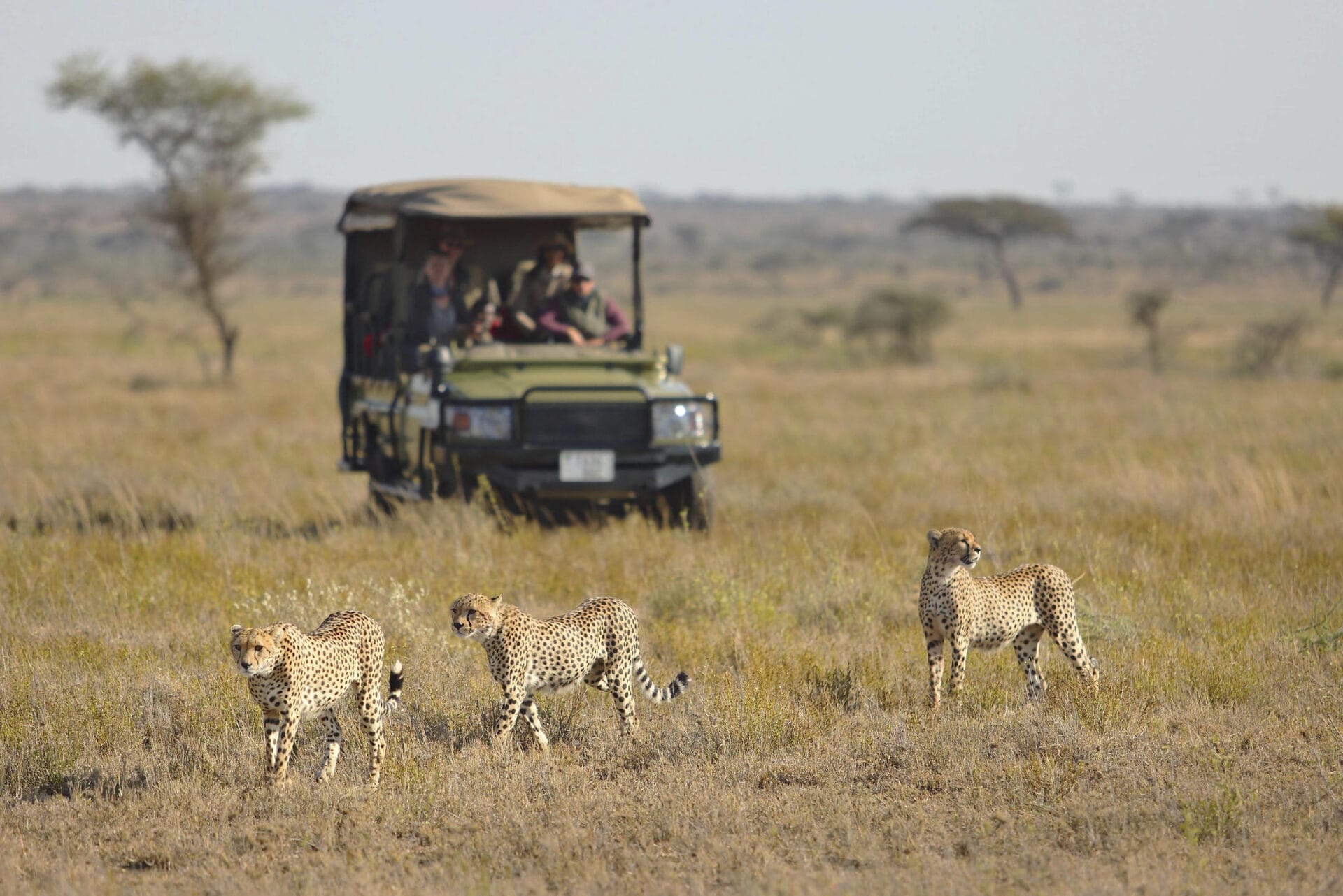Namiri Plains Game drive with cheetah