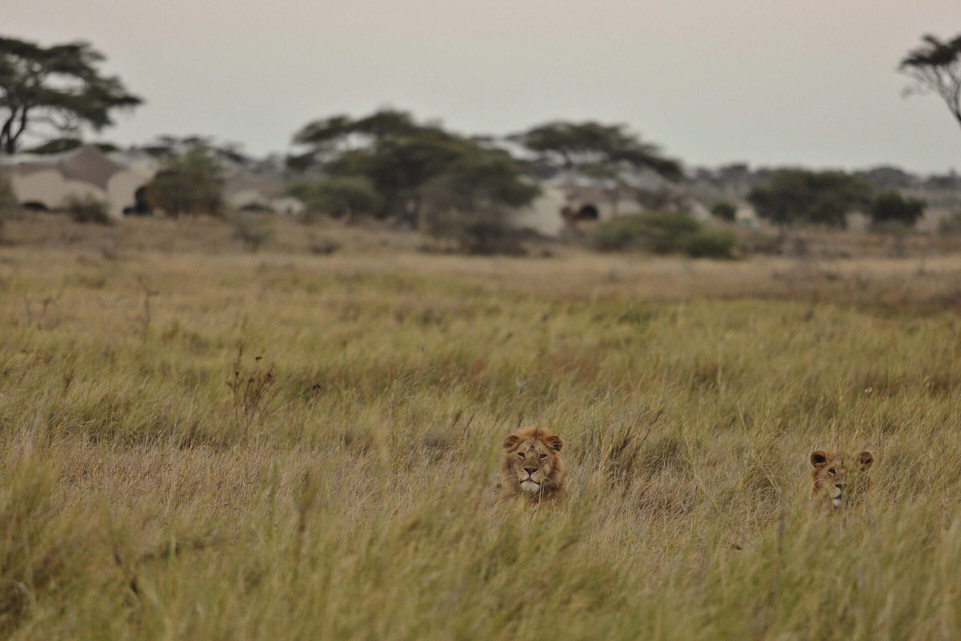 Namiri Plains Lions with tents