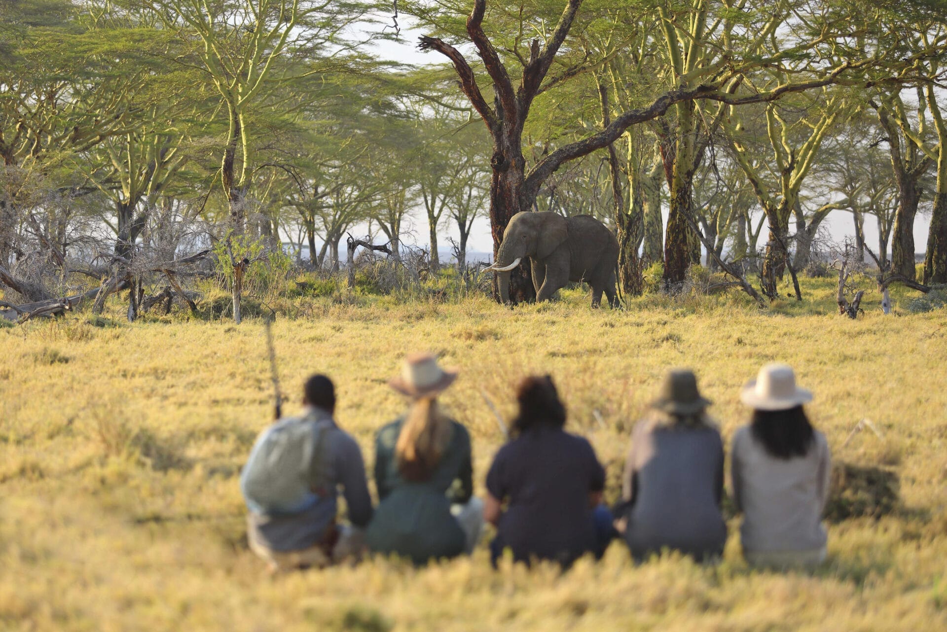 Namiri Plains Walking with elephant