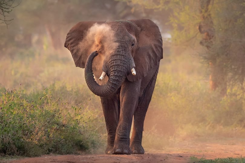 Oliver-s_elphant-taking-a-dust-bath-close-up