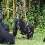 Parc National Des Volcans
