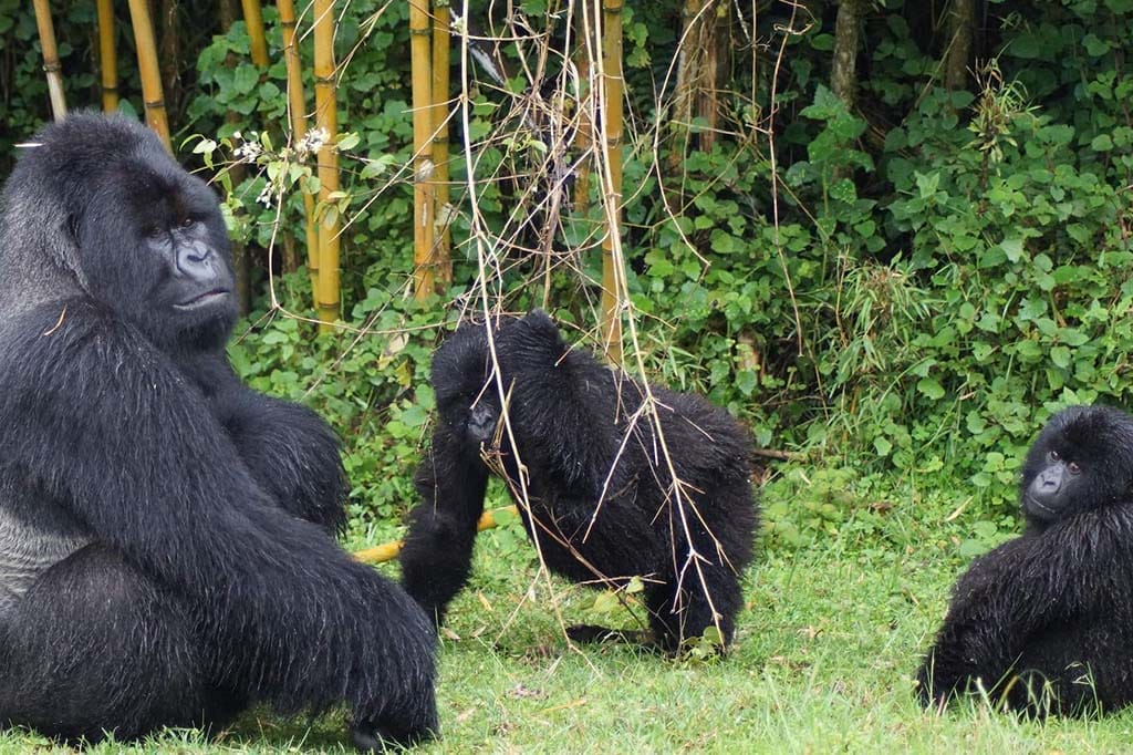 Parc National Des Volcans