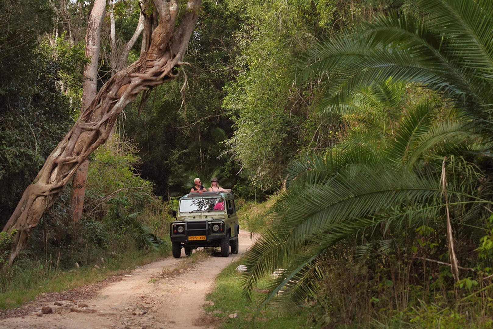 Rubondo Island Camp Game drive through the forest