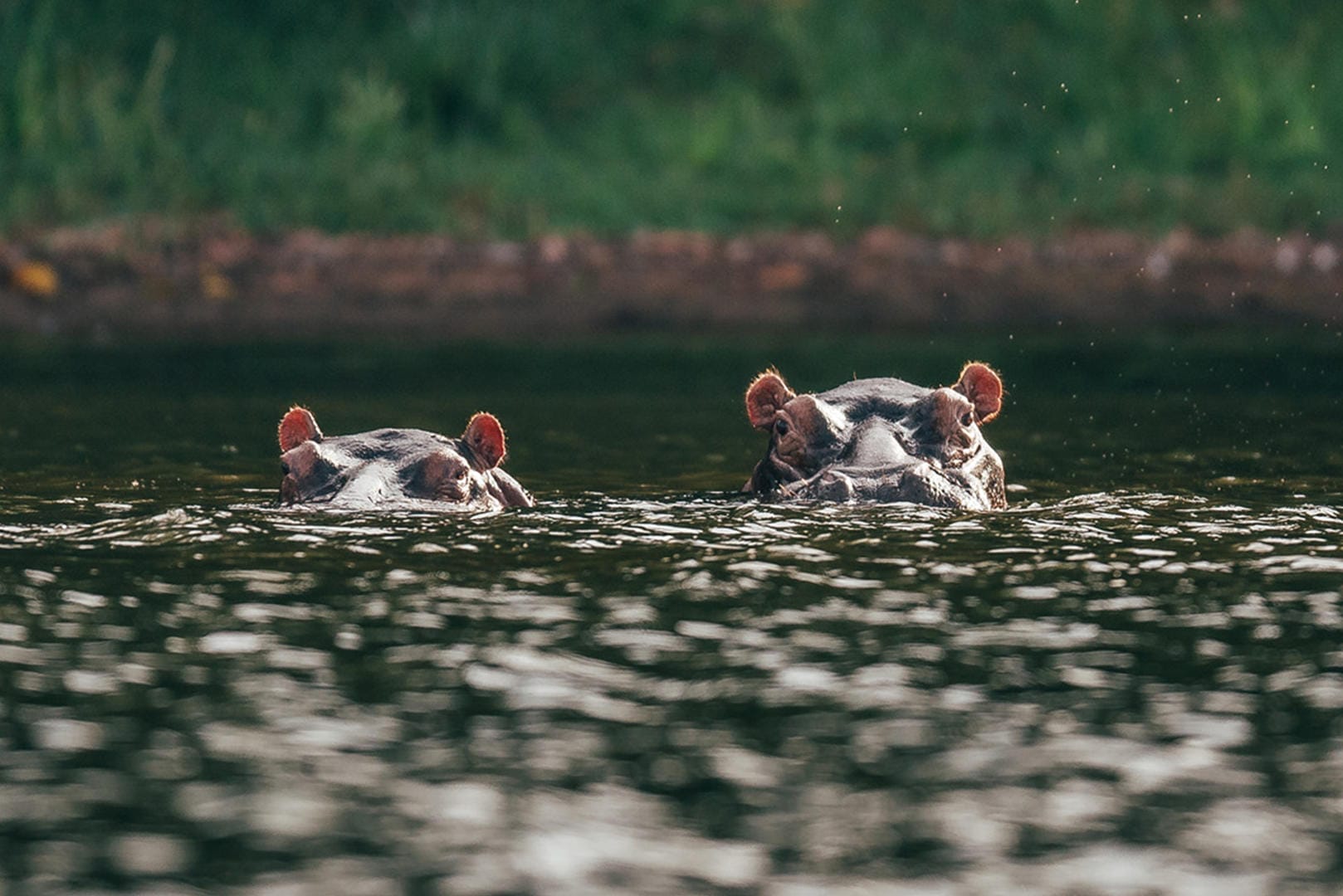 Rubondo Island Camp Hippos