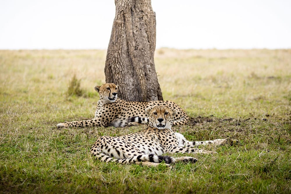 Sanctuary-Olonana-cheetah