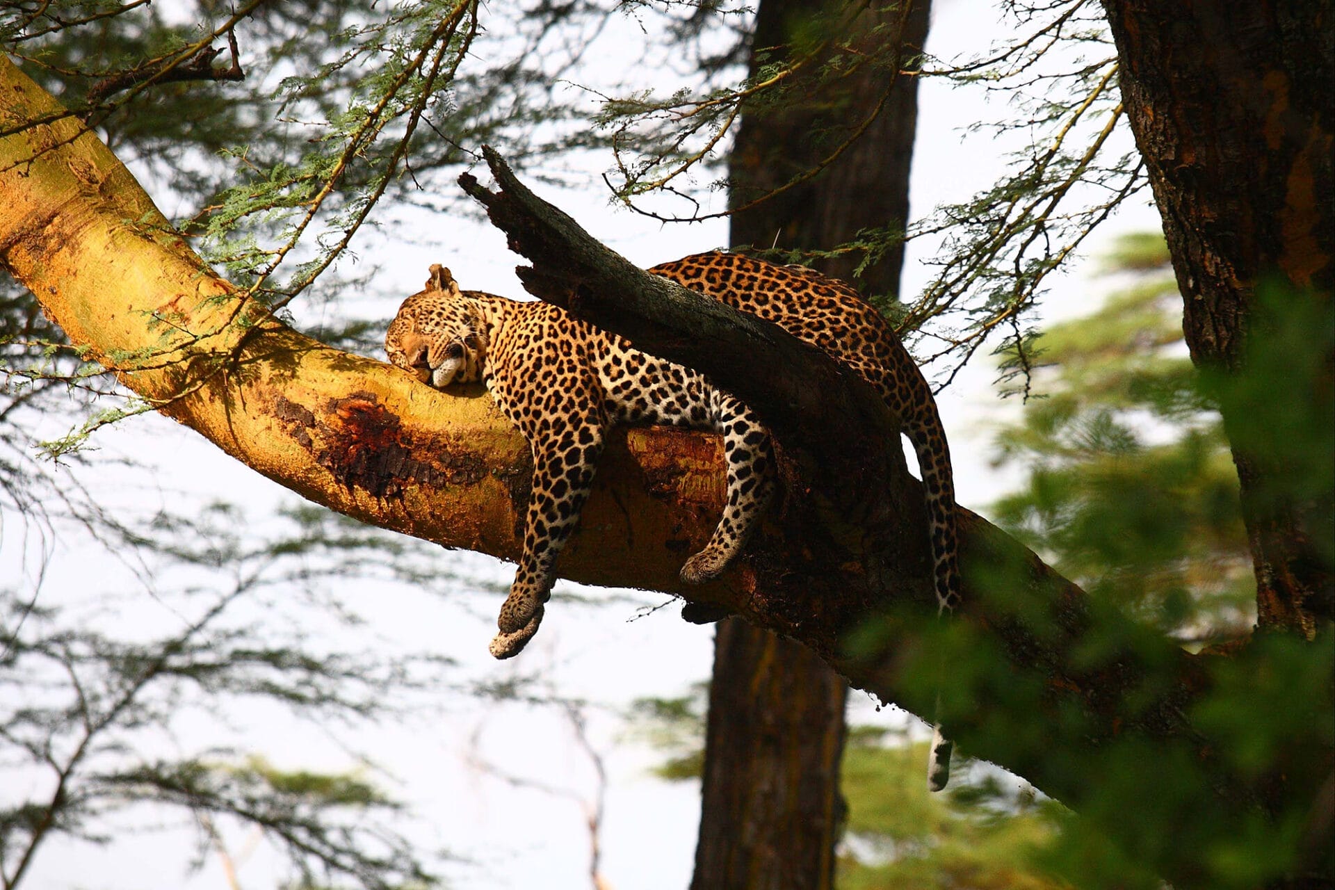 Sarova Lion Hill Game Lodge - Game Drive 1