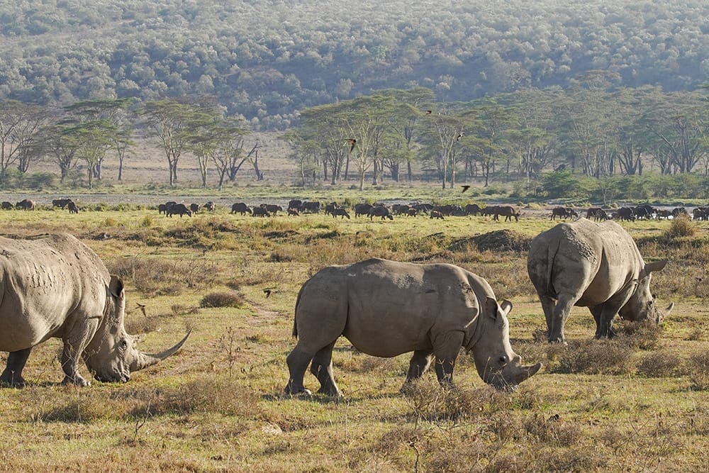 Sarova Lion Hill Game Lodge - Game Drive 55