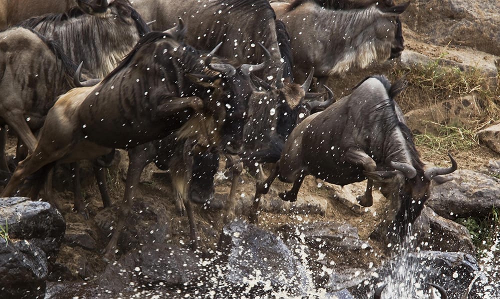 Wildebeest-Migration-Crossing-the-Mara-River