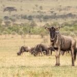 Wildebeest in Naiboisho