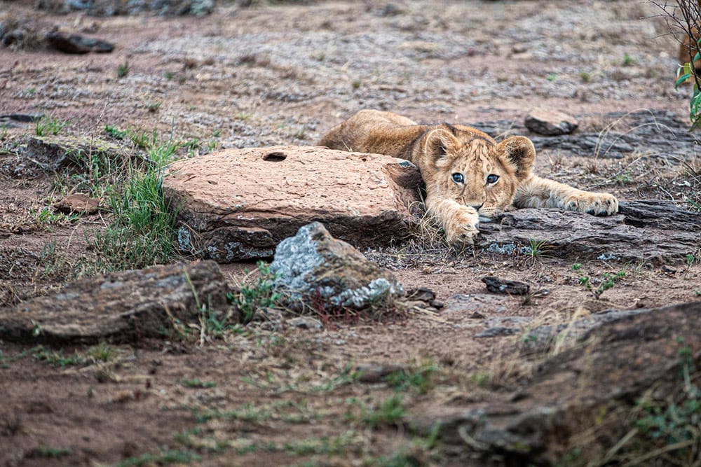 Young-Lion-near-Mara-Nyika