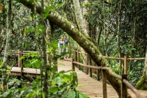 wooden walkways through forest