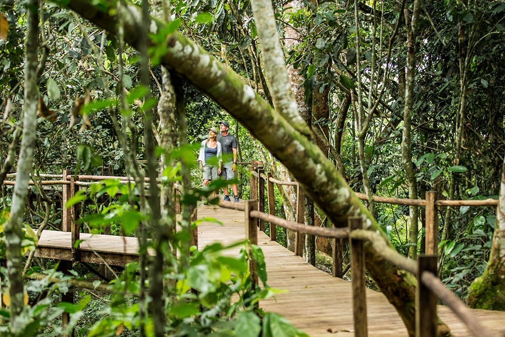 wooden walkways through forest