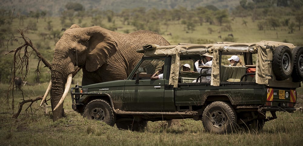 activities_game_drive_animals_8