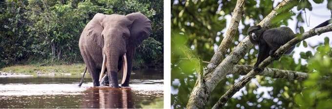 congo-4 | Gamewatchers Safaris Animals Spotted on safari in Republic of the Congo