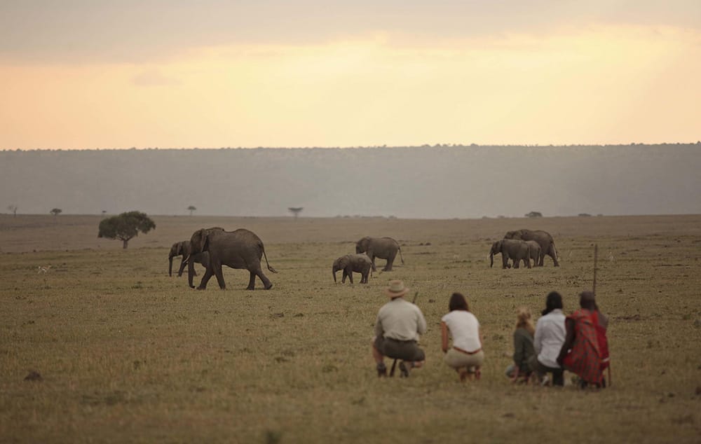 Elephant Pepper Camp Kenya