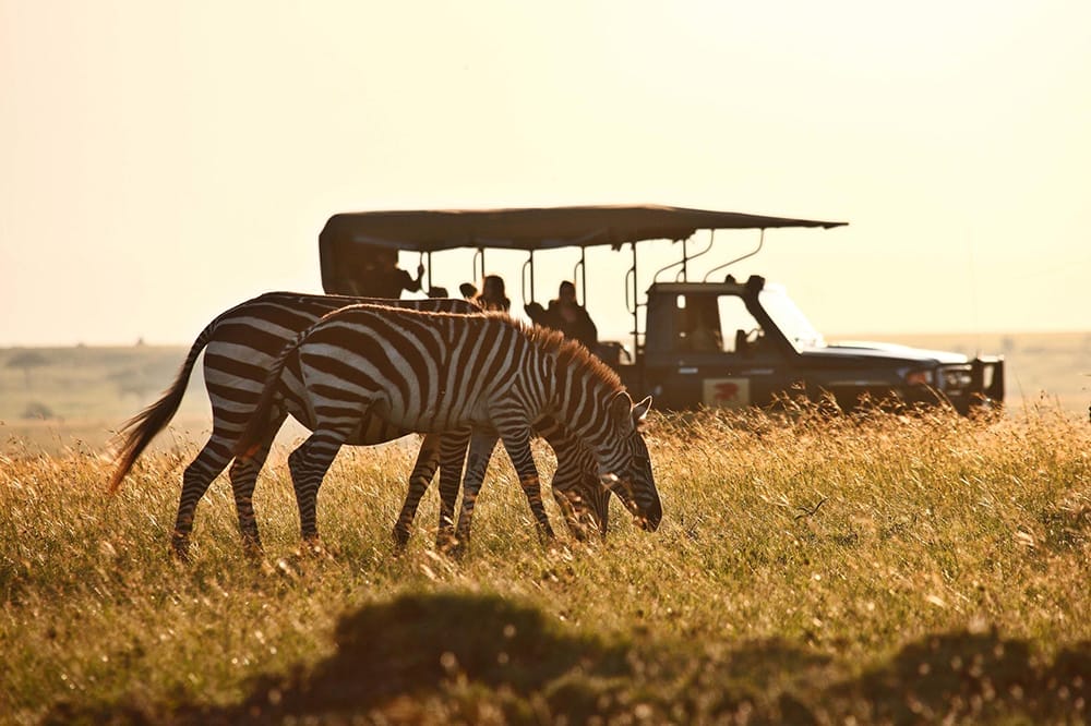 elephant_pepper_camp_-_game_drive__-_zebra