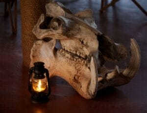 animal skull