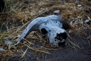 animal skull