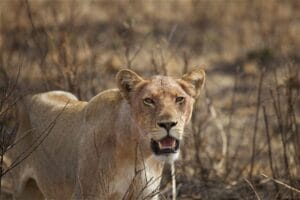 lion