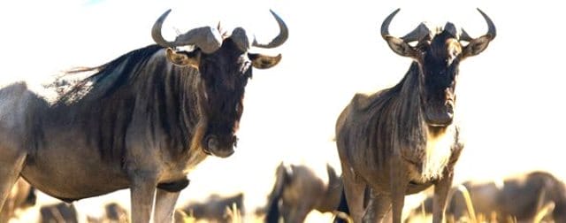 kimondo-safari-camp-gallery-image-10-1394106027